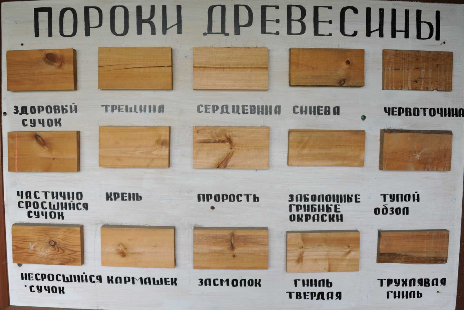 🌳 самые твёрдые породы древесины: список, применение и характеристики
