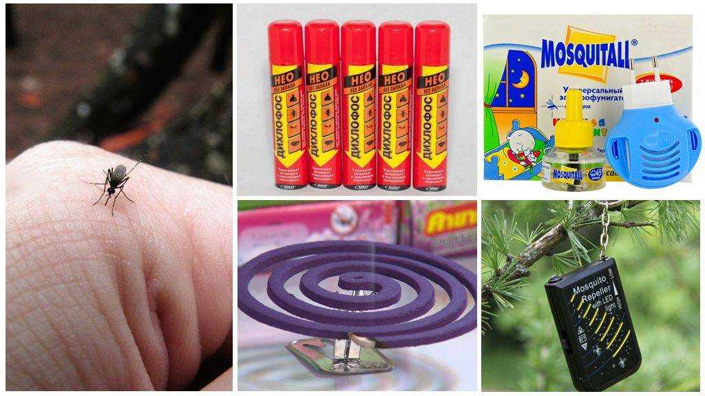 6 надежных народных средств от укусов комаров и зуда: лучшие рецепты